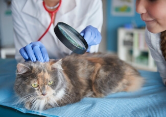 Kedilerde Görülen Alerji Hastalıkları