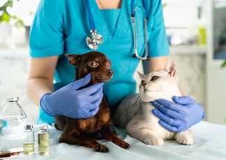 Kedi ve Köpeklerde Dönemsel Aşı Takvimi