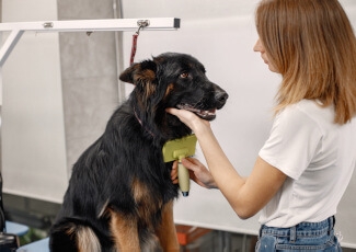 Köpeklerin Tüy Dökülmesi Nasıl Önlenebilir?