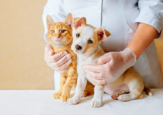 Kedi ve Köpeklerde İshal ve Sıvı Kaybının Önlenmesi 