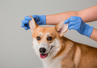 Köpeklerde Kulağı Tanımlayalım