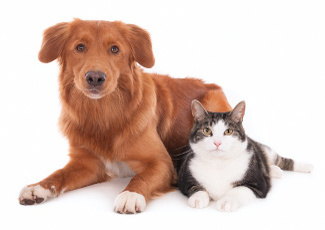 Kedi ve Köpeklerde Pire Sorunu Nedir? Nasıl Önlenebilir?