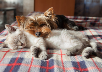 Kedi ve Köpeklerde Yaygın Görülen Deri Problemleri