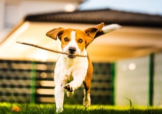 Yavru Köpeklerde Dikkat Edilmesi Gereken 7 Davranış 