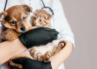 Kedi ve köpeklerde mantar tedavisi
