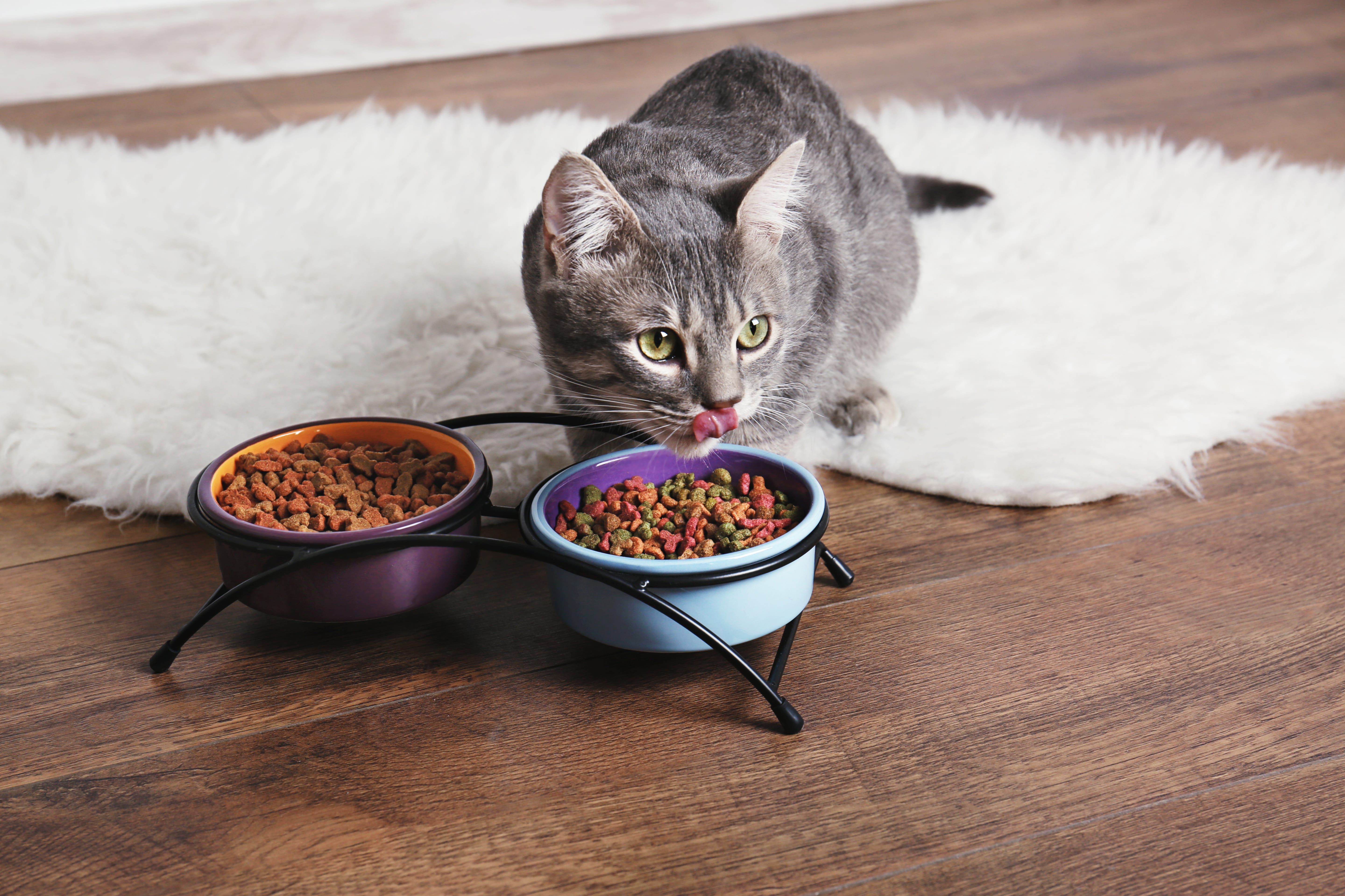 Можно кормить кошку разным кормом. Корм для кошек. Красивая миска с кор мам. Кошачья еда. Кошачья миска с едой.